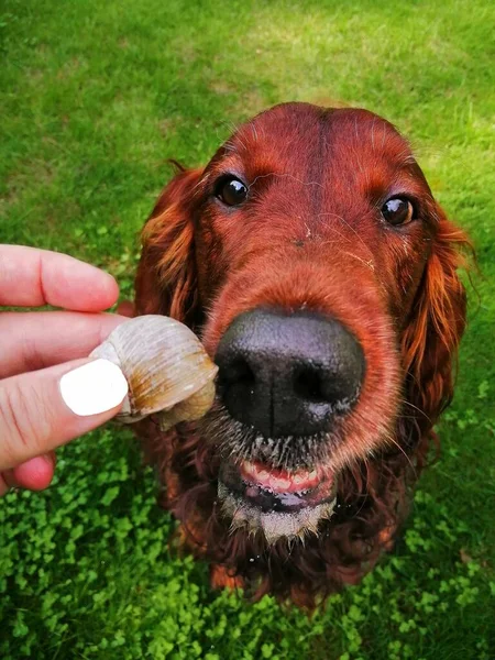 Friendly dog and hand with a snail. Cute Irish setter who loves fun looks into the camera with interest and lightly sniffs a snail in a human hand with his snout.