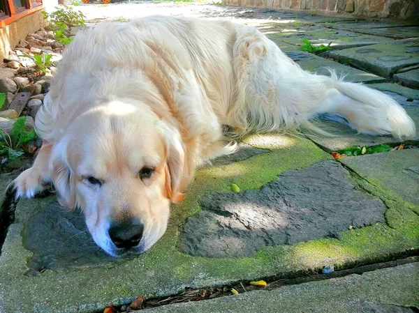 Lindo Perro Dormido Cansado Golden Retriever Durmiendo Pavimento Piedra Fresca —  Fotos de Stock