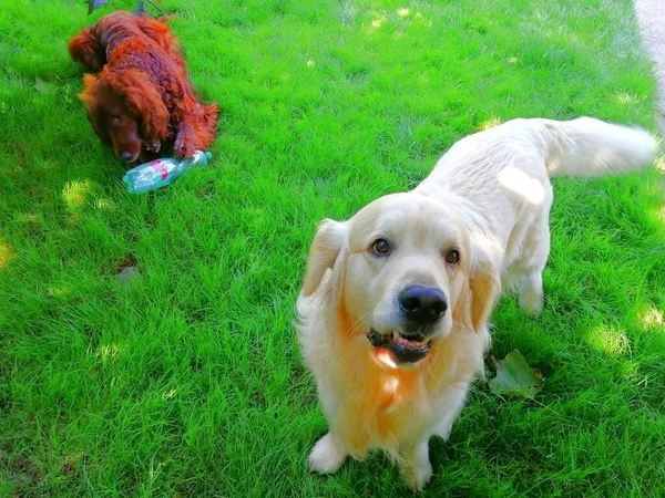 Lindo Golden Retriever Perro Cariñoso Tierno Mira Cámara Fondo Setter —  Fotos de Stock