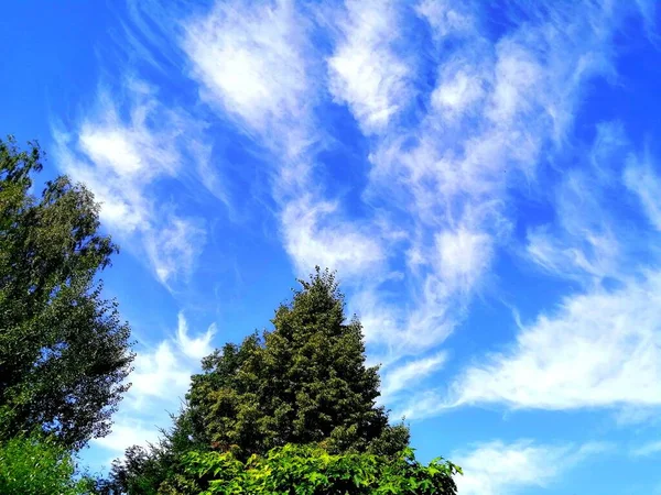 树梢在天空的背景上 蓝天的背景上 绿树成荫 烟雾弥漫 — 图库照片