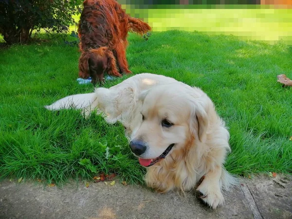 Satisfecho Lindos Perros Golden Retriever Irish Setter Disfrutan Juntos Día — Foto de Stock