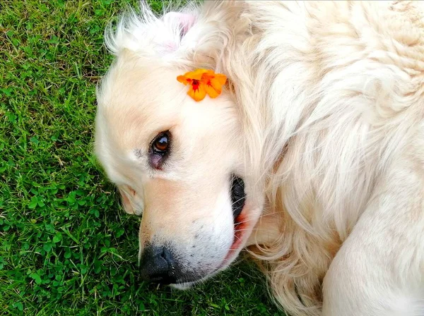 Retrato Golden Retriever Retrato Cão Deitado Bonito Satisfeito Com Orelha — Fotografia de Stock