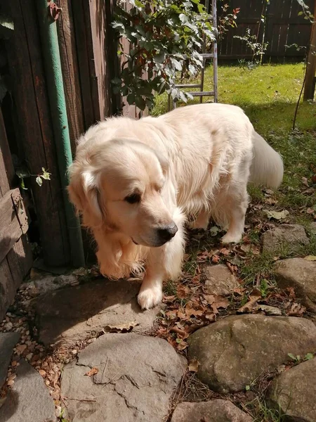 Lindo Golden Retriever Perro Adorable Inquisitivo Soleado Día Verano Examina — Foto de Stock
