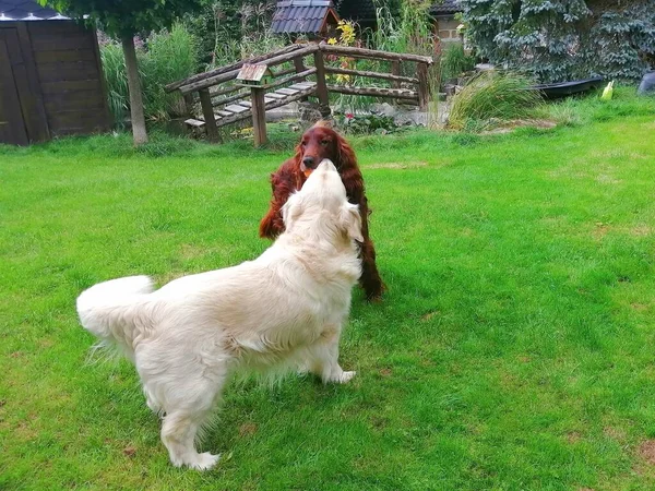 Perros Juguetones Con Globo Irish Setter Golden Retriever Jugando Con — Foto de Stock