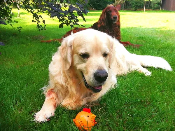 Cute dogs with a toy. A Golden Retriever with an orange toy and an Irish Setter are resting together in the summer on a bright green lawn.