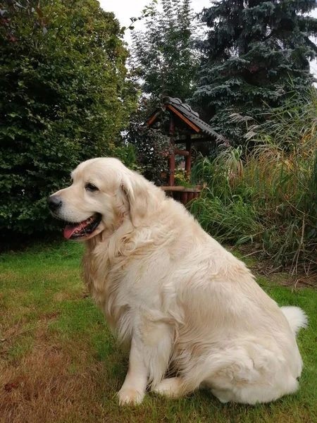 Nazik Köpek Bahçede Oturan Sevimli Golden Retriever Yeşilliklerle Çevrili — Stok fotoğraf