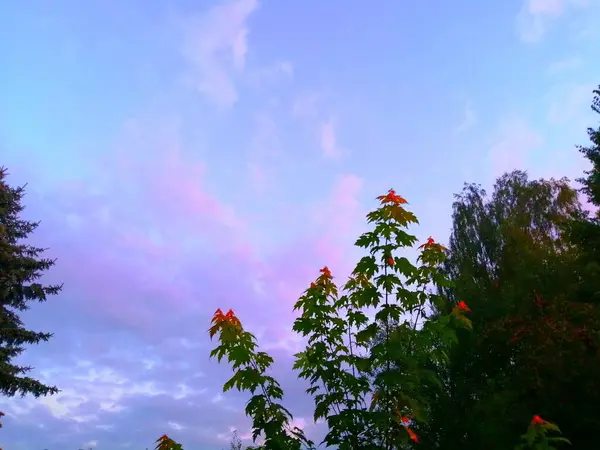 Закат Голубое Небо Облаками Розовых Красных Фиолетовых Тонах Разноцветными Деревьями — стоковое фото