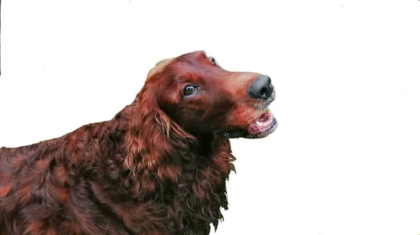 Lindo Setter Irlandés Retrato Perro Carismático Marrón Castaño Feliz Sobre — Foto de Stock