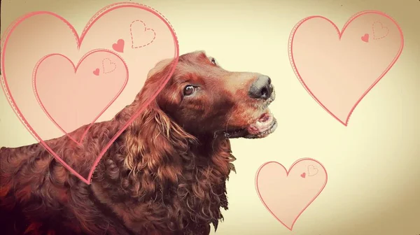 Retrato Setter Irlandés Lindo Perro Marrón Amoroso Sobre Amplio Fondo —  Fotos de Stock