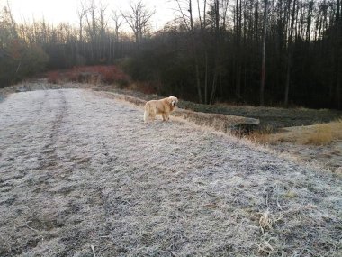 Köpek parkta yürüyor.