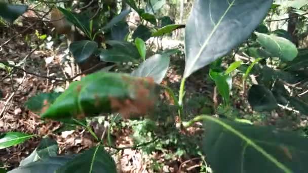 Tamarind Myror Står Vakt Utanför Buren — Stockvideo