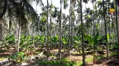  Küçük muz ağaçları. Açık havada.