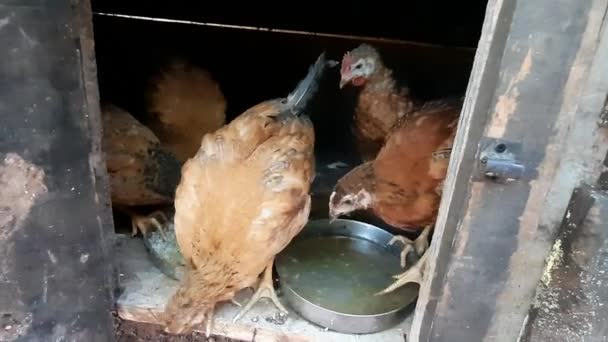 Naturligt Hushåll Gård Chiken Närbild — Stockvideo