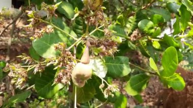 Kırmızı ve yeşil fındıklı kaju ağacı yapraklı.
