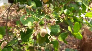 Kırmızı ve yeşil fındıklı kaju ağacı yapraklı.