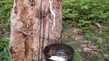 Açık havada kauçuk ağacı sütü