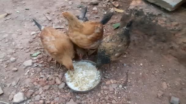 Натуральная Ферма Цыплят Близко — стоковое видео