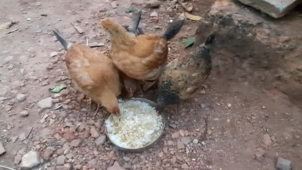 自然家庭農場の鶏のクローズアップ — ストック動画
