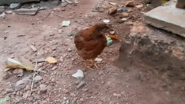 自然家庭農場の鶏のクローズアップ — ストック動画