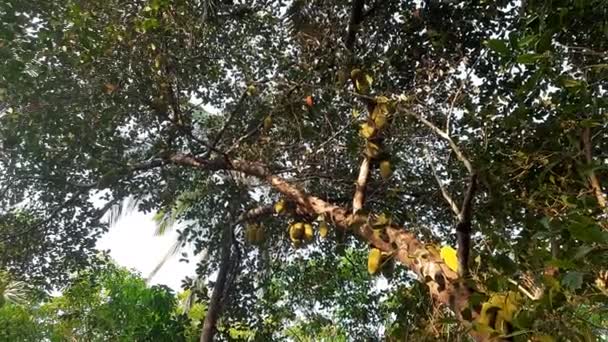Árvore Jaca Com Frutas — Vídeo de Stock