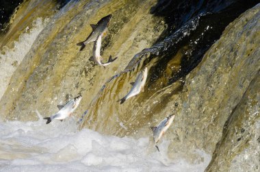 Balıklar akıntıya karşı yumurtlarlar. Vimba Venta Nehri, Kuldiga, Letonya 'daki şelaleden atlıyor..