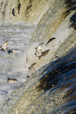 Balıklar akıntıya karşı yumurtlarlar. Vimba Venta Nehri, Kuldiga, Letonya 'daki şelaleden atlıyor..