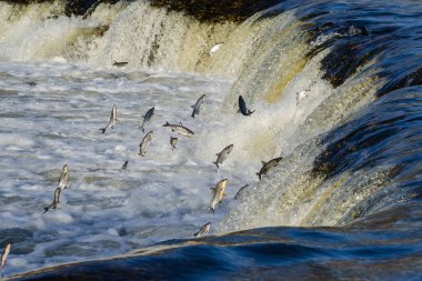 Balıklar akıntıya karşı yumurtlarlar. Vimba Venta Nehri, Kuldiga, Letonya 'daki şelaleden atlıyor..
