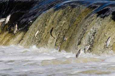 Balıklar akıntıya karşı yumurtlarlar. Vimba Venta Nehri, Kuldiga, Letonya 'daki şelaleden atlıyor..