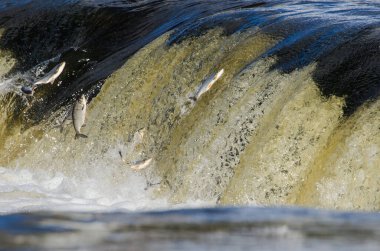 Balıklar akıntıya karşı yumurtlarlar. Vimba Venta Nehri, Kuldiga, Letonya 'daki şelaleden atlıyor..