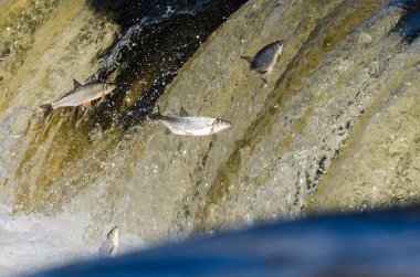 Balıklar akıntıya karşı yumurtlarlar. Vimba Venta Nehri, Kuldiga, Letonya 'daki şelaleden atlıyor..