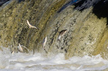 Balıklar akıntıya karşı yumurtlarlar. Vimba Venta Nehri, Kuldiga, Letonya 'daki şelaleden atlıyor..