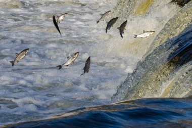 Balıklar akıntıya karşı yumurtlarlar. Vimba Venta Nehri, Kuldiga, Letonya 'daki şelaleden atlıyor..