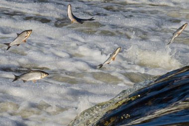 Balıklar akıntıya karşı yumurtlarlar. Vimba Venta Nehri, Kuldiga, Letonya 'daki şelaleden atlıyor..