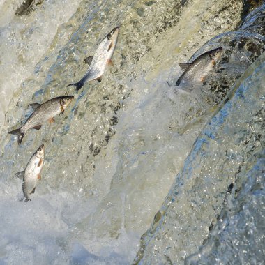 Balıklar akıntıya karşı yumurtlarlar. Vimba Venta Nehri, Kuldiga, Letonya 'daki şelaleden atlıyor..