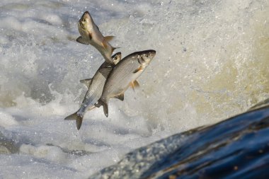 Balıklar akıntıya karşı yumurtlarlar. Vimba Venta Nehri, Kuldiga, Letonya 'daki şelaleden atlıyor..