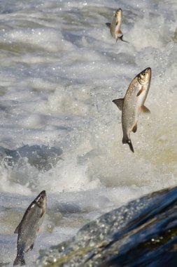 Balıklar akıntıya karşı yumurtlarlar. Vimba Venta Nehri, Kuldiga, Letonya 'daki şelaleden atlıyor..