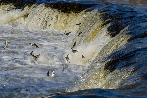 Balıklar akıntıya karşı yumurtlarlar. Vimba Venta Nehri, Kuldiga, Letonya 'daki şelaleden atlıyor..