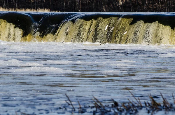 Balıklar akıntıya karşı yumurtlarlar. Vimba Venta Nehri, Kuldiga, Letonya 'daki şelaleden atlıyor..