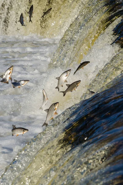 Balıklar akıntıya karşı yumurtlarlar. Vimba Venta Nehri, Kuldiga, Letonya 'daki şelaleden atlıyor..