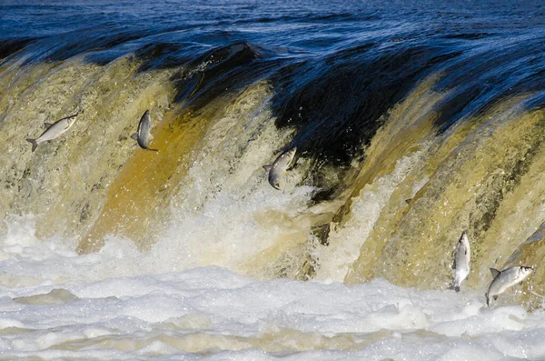 Balıklar akıntıya karşı yumurtlarlar. Vimba Venta Nehri, Kuldiga, Letonya 'daki şelaleden atlıyor..
