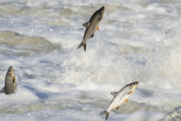 Balıklar akıntıya karşı yumurtlarlar. Vimba Venta Nehri, Kuldiga, Letonya 'daki şelaleden atlıyor..