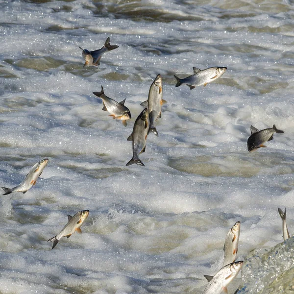 Balıklar akıntıya karşı yumurtlarlar. Vimba Venta Nehri, Kuldiga, Letonya 'daki şelaleden atlıyor..