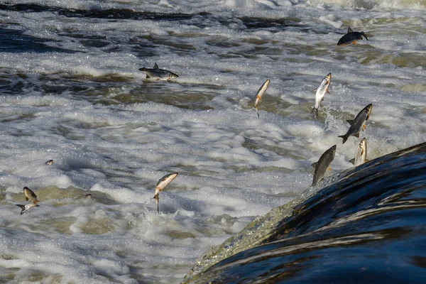 Balıklar akıntıya karşı yumurtlarlar. Vimba Venta Nehri, Kuldiga, Letonya 'daki şelaleden atlıyor..