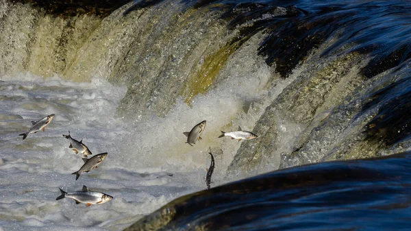 Balıklar akıntıya karşı yumurtlarlar. Vimba Venta Nehri, Kuldiga, Letonya 'daki şelaleden atlıyor..