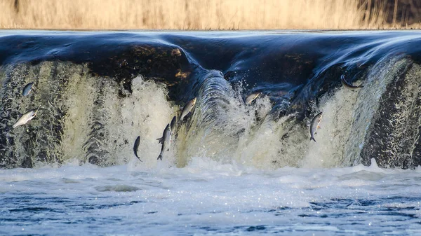 Balıklar akıntıya karşı yumurtlarlar. Vimba Venta Nehri, Kuldiga, Letonya 'daki şelaleden atlıyor..