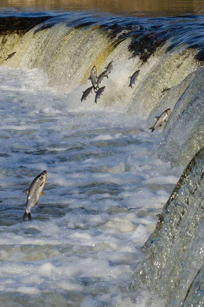 Balıklar akıntıya karşı yumurtlarlar. Vimba Venta Nehri, Kuldiga, Letonya 'daki şelaleden atlıyor..