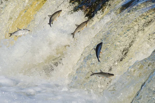 Balıklar akıntıya karşı yumurtlarlar. Vimba Venta Nehri, Kuldiga, Letonya 'daki şelaleden atlıyor..