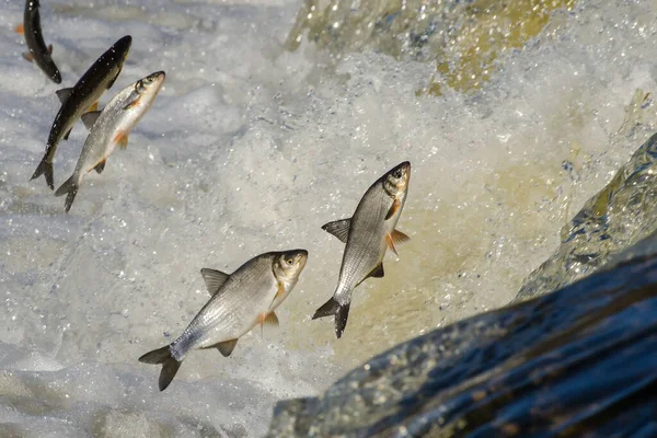 Balıklar akıntıya karşı yumurtlarlar. Vimba Venta Nehri, Kuldiga, Letonya 'daki şelaleden atlıyor..