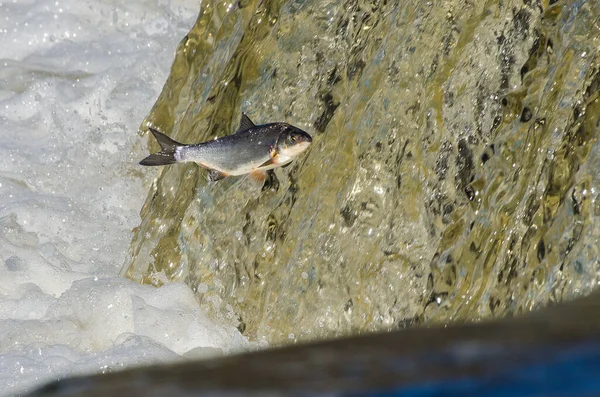 Balıklar akıntıya karşı yumurtlarlar. Vimba Venta Nehri, Kuldiga, Letonya 'daki şelaleden atlıyor..