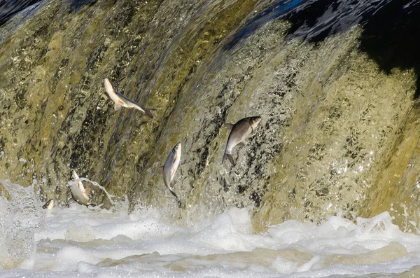 Balıklar akıntıya karşı yumurtlarlar. Vimba Venta Nehri, Kuldiga, Letonya 'daki şelaleden atlıyor..